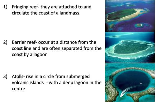 definitions reefs